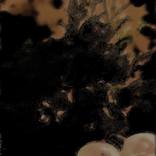 Collection FLORES con ARTE.