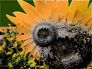 32-Girasoles II. thumb