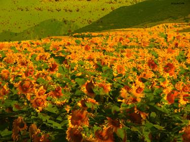 16-Girasoles. Naturaleza. thumb