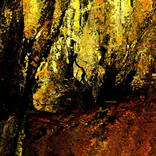 Collection BOSQUES con alma.