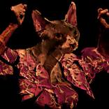 Collection ZOO con arte.