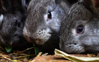 rabbits family thumb