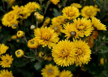 Print of Botanic Photography by Irina Vlasyuk