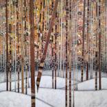 Collection Splintered Wisdom Series