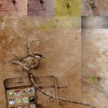 Collection Learning to Fly Series