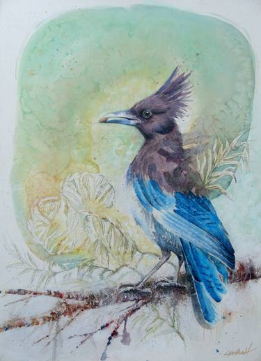 Stellar's Jay ll thumb