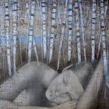 Collection Indigenous Transparency 