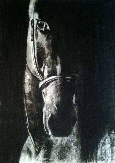 Print of Horse Drawings by Jovan Cavor