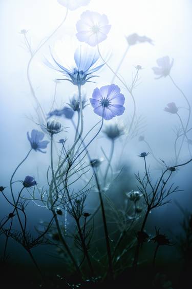 Original Expressionism Floral Photography by Mark Isarin
