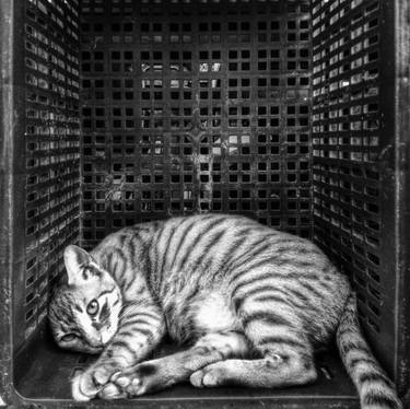 Print of Street Art Cats Photography by Tenco Tsui