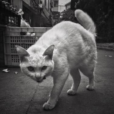 Print of Cats Photography by Tenco Tsui
