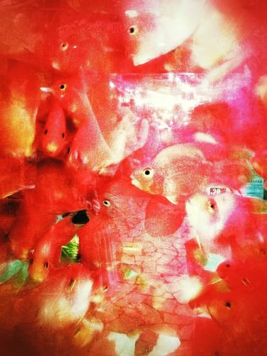 Print of Abstract Expressionism Fish Photography by Tenco Tsui