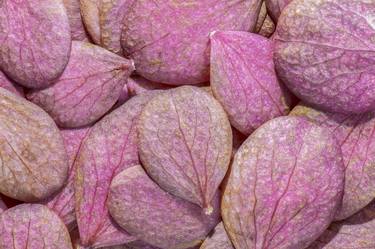 Hydrangea Petals Autumn - Pink Magenta - Limited Edition 1 of 10 thumb