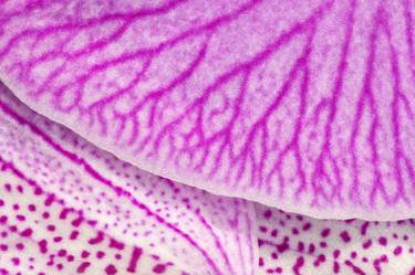 Orchid Petals Pink - Limited Edition 1 of 10 thumb