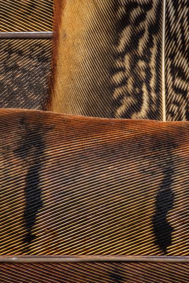 Pheasant Feathers 02 - Limited Edition 1 of 5 thumb