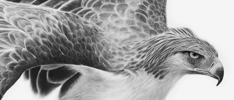 Original Photorealism Animal Drawing by Peter Matthews