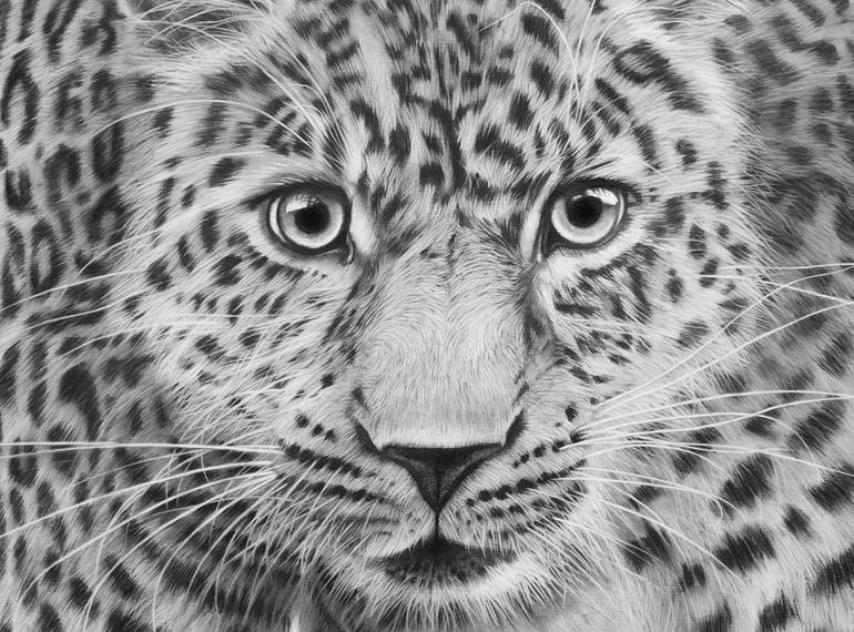 Original Photorealism Animal Drawing by Peter Matthews
