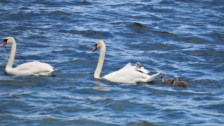 Swan Family Swimming - Print