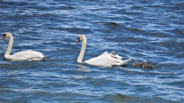 Swan Family Swimming thumb