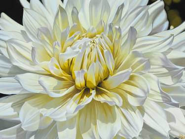 Print of Photorealism Floral Paintings by Sharon Huntley-Land