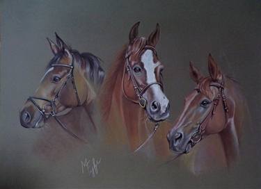 Horse portraits study" Palls" thumb