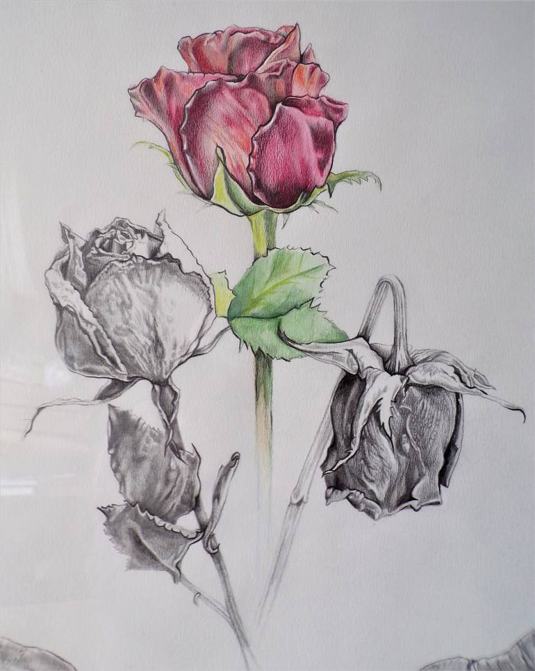 Original Nature Drawing by Marika Fyfe