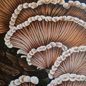 Collection Flora & Fauna