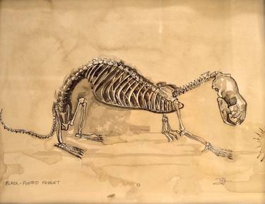 Original Documentary Animal Drawings by Devan Horton