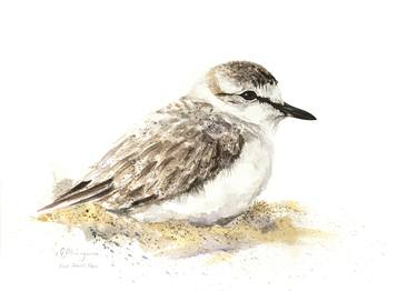 White Fronted Plover 2 thumb