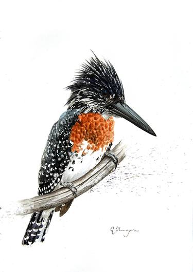 Giant Kingfisher #5 thumb