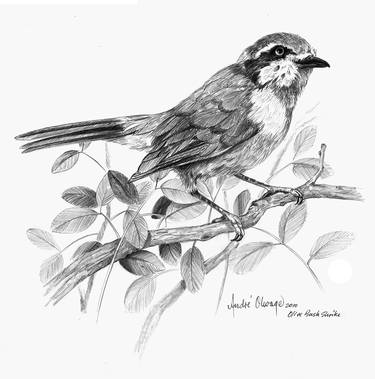 Print of Illustration Nature Drawings by Andre Olwage