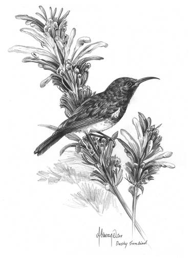 Print of Illustration Nature Drawings by Andre Olwage