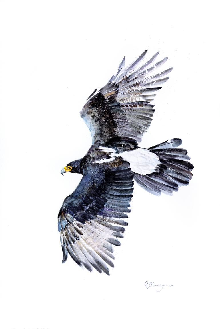 Verreaux's eagle – black eagle