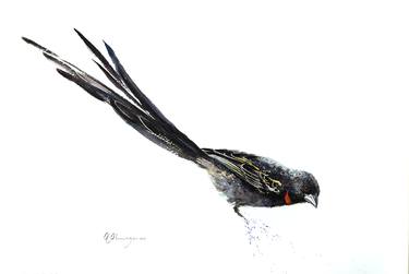 Black Collared Widowbird thumb