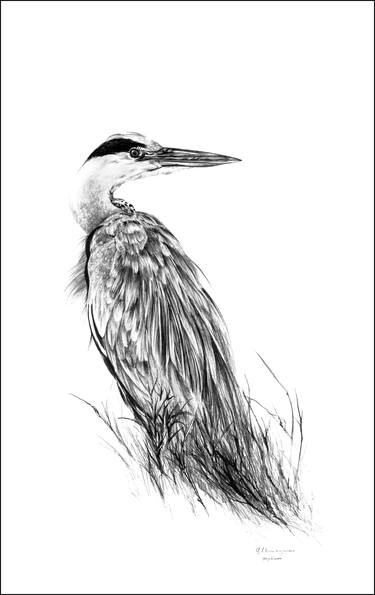 Grey Heron thumb