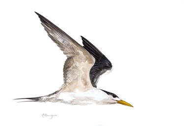 Swift Tern thumb