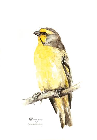 Yellow-Fronted Canary thumb