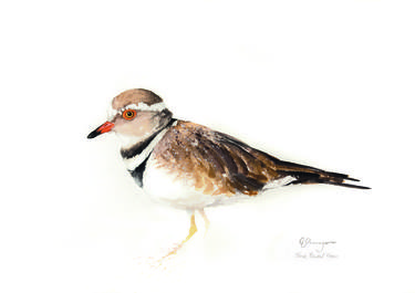 Three Banded Plover thumb