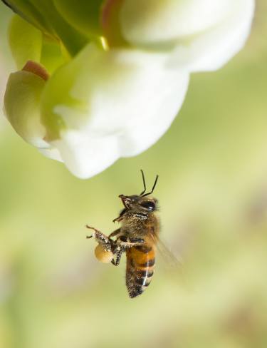 Pollinator on a desert flight thumb