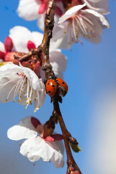 It's spring thumb