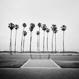 Edition of 20 - Palm Tree Study #1, CA, USA 2015 by SILVERFINEART EDITIONS