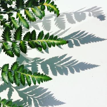 Fern and shadow - Limited Edition 1 of 30 thumb
