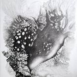 BIOTOPE 1 by Agnès Antonio