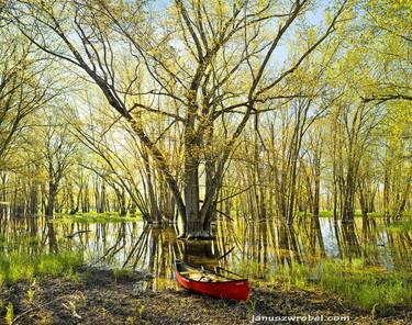 Original Nature Photography by Janusz Wrobel