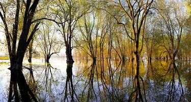 Spring at Ontario's Everglades #2 thumb