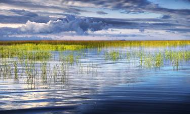 Grassy Shallows thumb