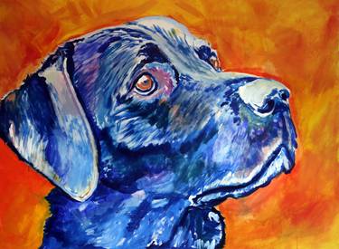 Patiently waiting - Blue Labrador study one thumb