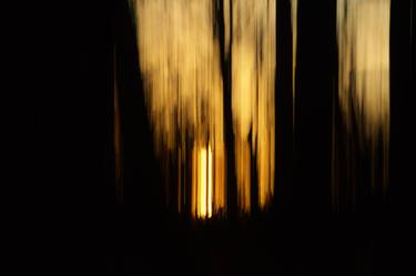 Dawn In A Dark Forest thumb