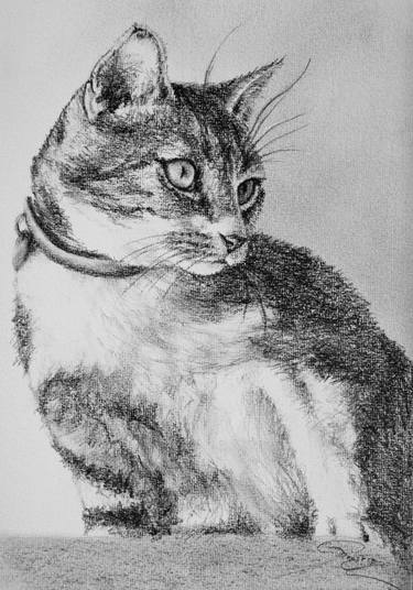 Print of Realism Animal Drawings by Rogerio Silva