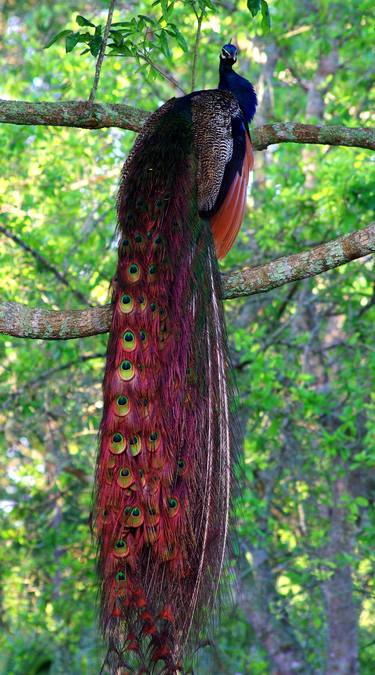 Peacock in Mating Plumage thumb